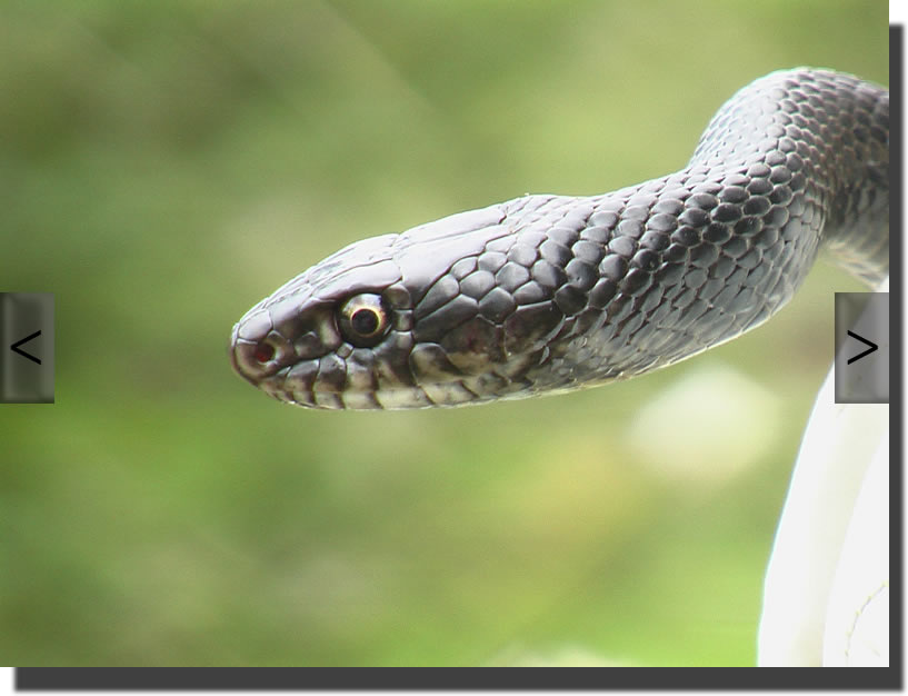 Hierophis viridiflavus